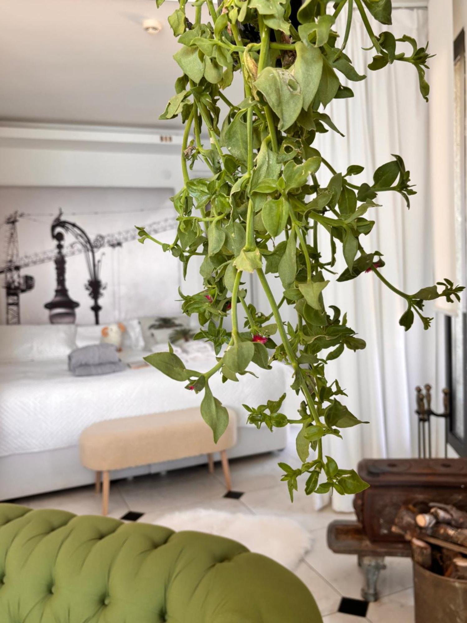 Sato Design Hotel (Adults Only) Çeşme Pokój zdjęcie